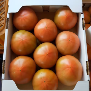 ユメソラトマトお試し２キロ★ギフト箱入り。