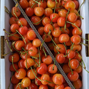 さくらんぼ紅秀峰L、M混合サイズ