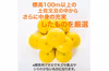 【新発売】厳選 園主こだわり土佐文旦5kg大玉【贈答用】 