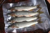 【友釣り】清流 那珂川の天然鮎（4尾約240g:19-21cm）