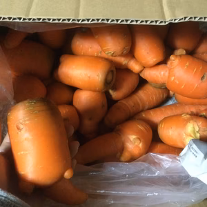 とても甘い八ヶ岳高原の訳あり人参（農薬・化学肥料不使用）大きめ太め