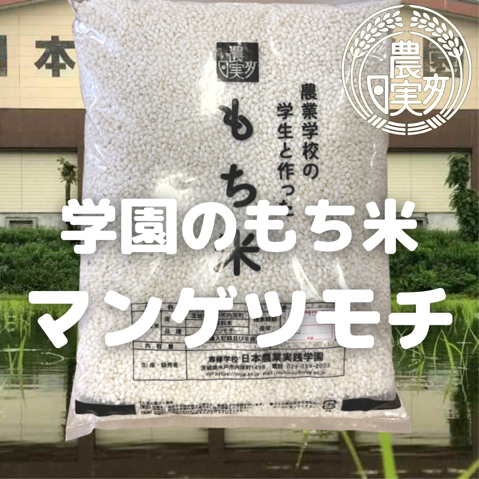 マンゲツモチ白30 千葉の隠れた逸品 鶴舞地区もち米マンゲツモチ白米30kg令和3年産 千葉県