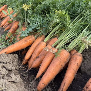 所沢特産　美味しい人参　愛紅　（洗い・葉なし・※不揃い品）