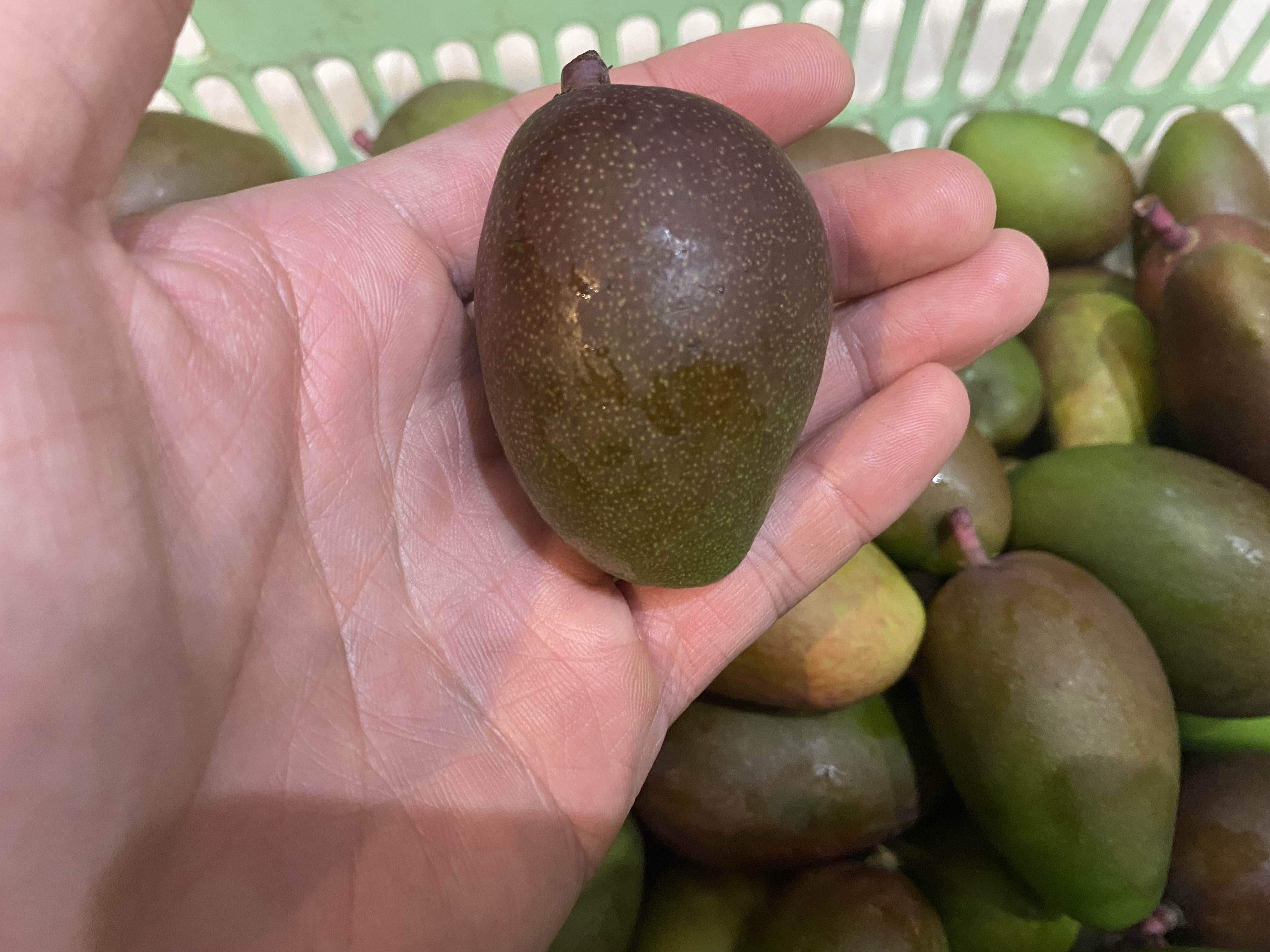 産地直送〉沖縄県産 摘果マンゴー 3Kg (100g以上)｜マンゴーの商品詳細