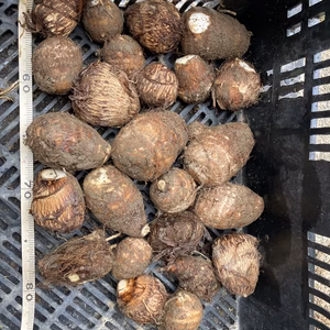 有機JAS認証里芋