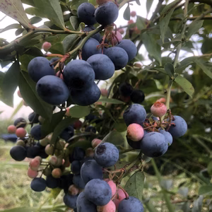 完熟ブルーベリーを真空パック♪冷凍ブルーベリー