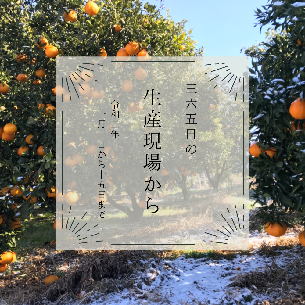 アスパラに不知火に 大寒波襲来 1月前半の生産現場から 農家漁師から産地直送の通販 ポケットマルシェ