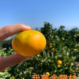 甘酸っぱい早出しみかん　【旬もの】【S〜M玉】我夢舎羅村