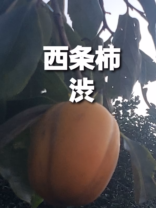 西条柿(渋)10個約1300g