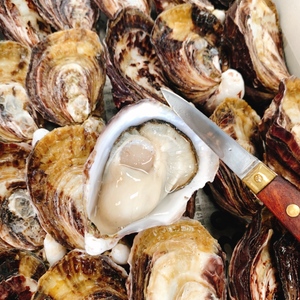 お得用3kg❗️夏でも美味しい❗️シングルシード真牡蠣(不揃い)ナイフ付き