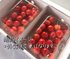 発送中★北海道仁木町産さくらんぼ（紅秀峰）300ｇｘ２パック