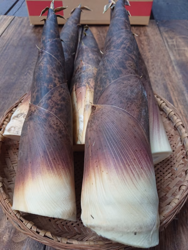 【送料無料】マダケ(真竹)のタケノコ 