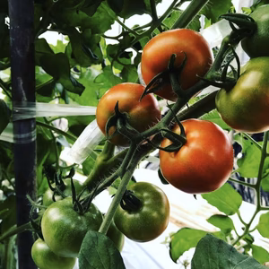 フルティカ/1.5キロ程