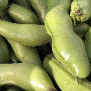 旬の味覚・朝採りそら豆！(さや付き1kg〜)