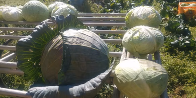 これが現段階で最重量のキャベツです！