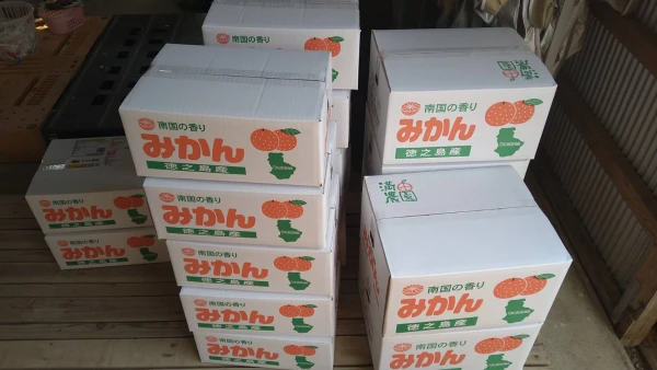 今年最後の徳之島産たんかん　訳あり　大きいサイズ