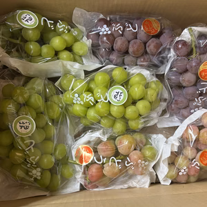 タンポポ農園9月のぶどうたち(シャマス、ピオーネ、安芸クイーン)