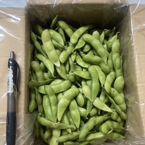 やめられない！止まらない！朝採り絶品枝豆　B品　1kg 家庭用　