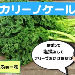 カリーノケール　500g 5袋入り