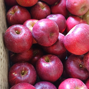 今だけ‼️ 紅玉加工用ごろごろ詰め。