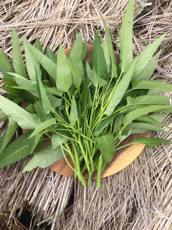 名は体を表す。空・芯・菜♫