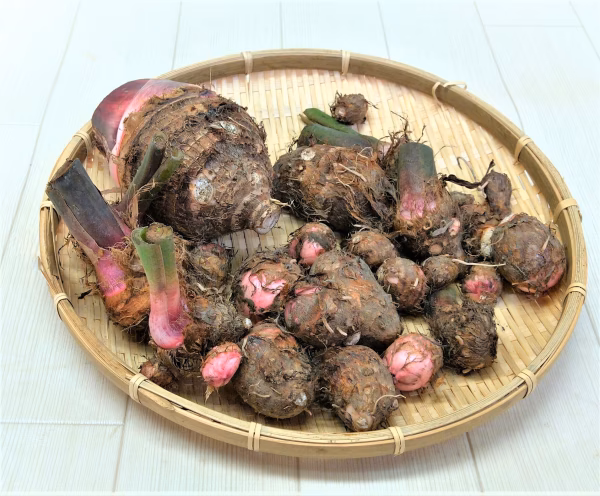 農薬不使用栽培　ホクホク美味しい里芋赤目（セベレス）！