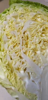 高野山麓精進野菜『サボイキャベツ』