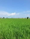 令和5年産【玄米】もっちり甘いコシヒカリ『タモじぃー米』