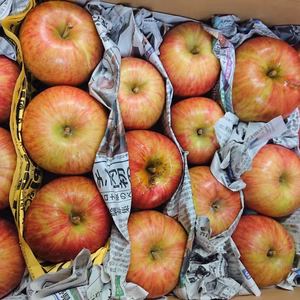 サンつがる 家庭用バラ詰め ５㎏　希少品種お試しに入れます