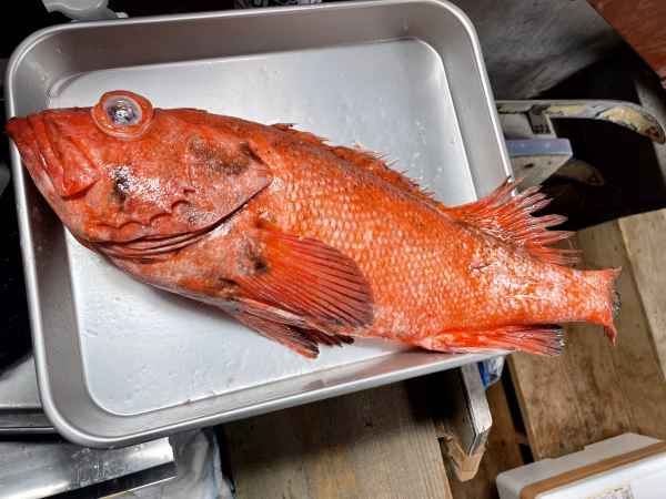 【知床羅臼直送】アカゾイ(アラメヌケ)船上活〆　朝どれ　お刺身等