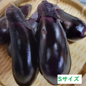 【訳アリ(Sサイズ)】南国高知で育った高知なす♪