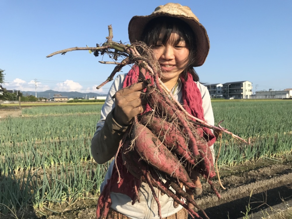 訳ありさつま芋【シルクスイート】｜野菜の商品詳細｜ポケットマルシェ