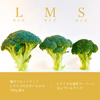 【採れたての今がおいしい！】緑が美しいブロッコリー富士河口湖産（M-Lサイズ入)