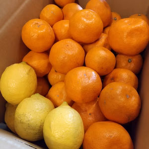 復活!中生みかん+レモン!【農薬不使用】5個限定