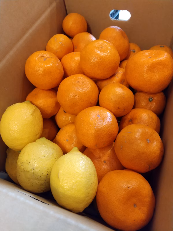 復活!中生みかん+レモン!【農薬不使用】5個限定