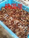 【食べる美容液】きくらげ・西軽井沢産・約1kg　農薬不使用　冷凍可能