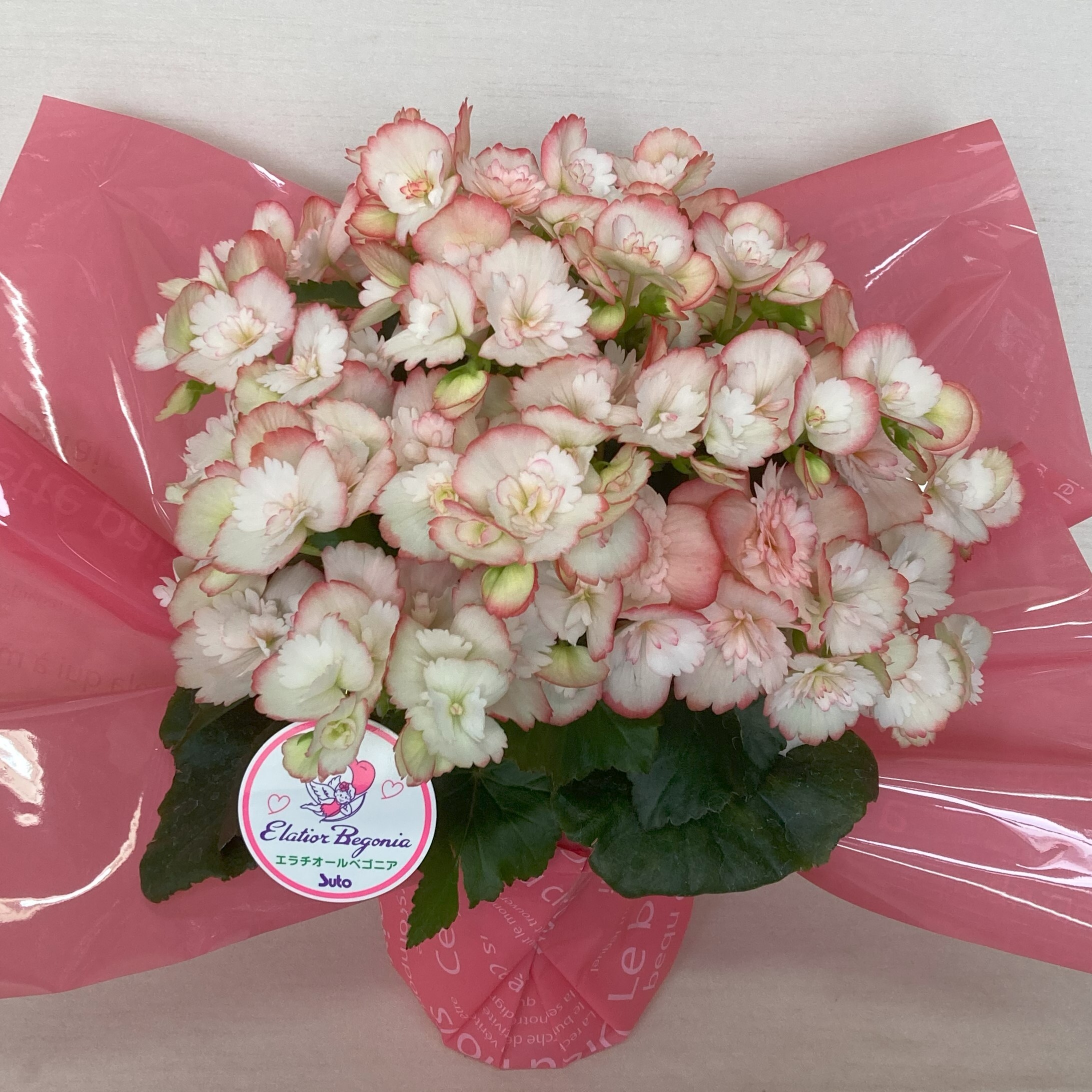 楽天市場】花苗 夏苗 西洋人参木 白花 1鉢 3.5号ロング【お届け