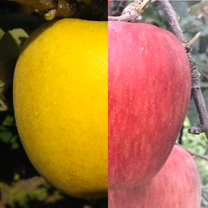 【家庭用】サンふじ・シナノゴールド2色セット 長野県産りんご