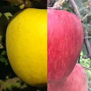 【家庭用】サンふじ・シナノゴールド2色セット 長野県産りんご