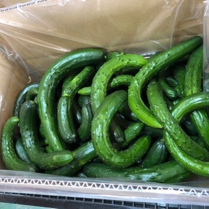 【九州からお届け！】お買い得キュウリ(4.6kg)辛子漬けに