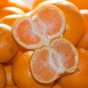 【訳あり】小傷ミカン糖度9度S/M/L混合サイズ10kg