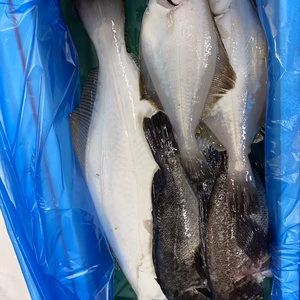 本日限定❗️イチマン❗しょうご必殺〆セット　明日発送　ワタリカニあり❗️