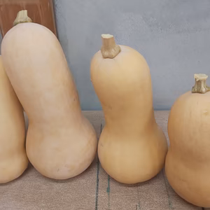 バターナッツセット