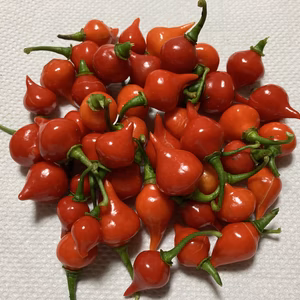 ちょい辛フルーティなトウガラシ♪ビキーニョ