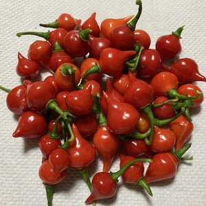 ちょい辛フルーティなトウガラシ♪ビキーニョ