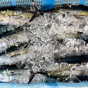 獲れ次第発送！本ヨコ(クロマグロ稚魚)