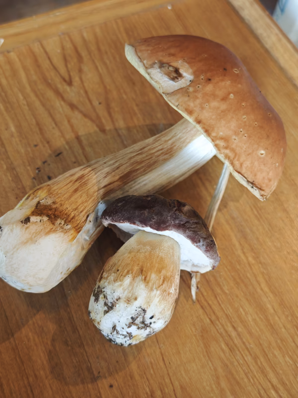 高級■ニセコ産■天然■秋生ポルチーニ茸