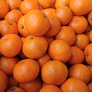 みかん農家がお届け!!コロコロサイズの温州みかん(箱込み5kg/10kg)