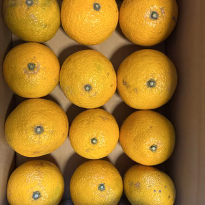 スィートスプリング12個