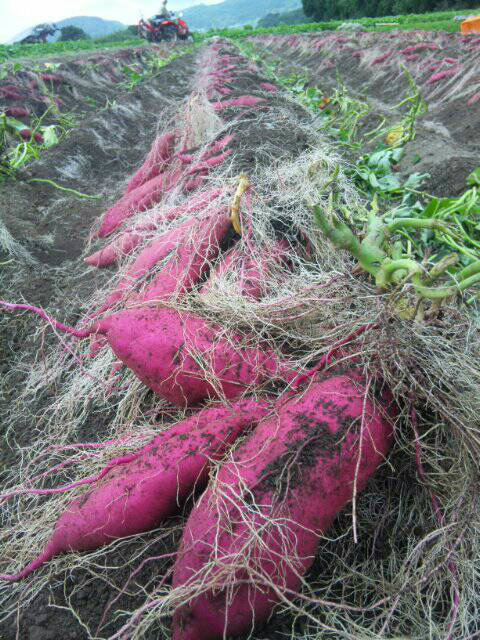 鹿児島県産さつま芋(紅はるか) Mサイズ20Kg｜さつまいもの商品詳細